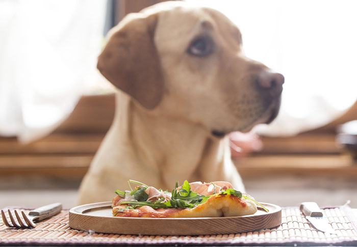 10 Alimentos que NO compartirías con tu mascota