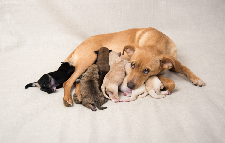 ¿Debo esterilizar a mi mascota?