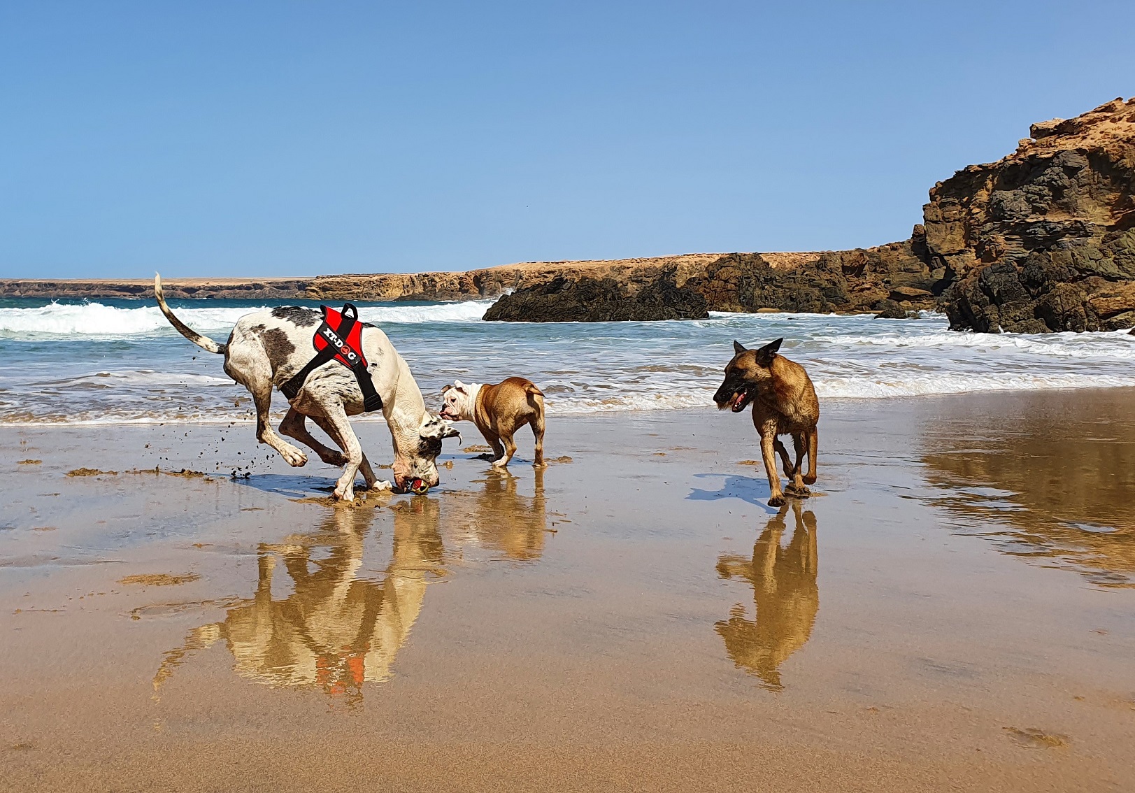 Playa y perros, claves para un día genial