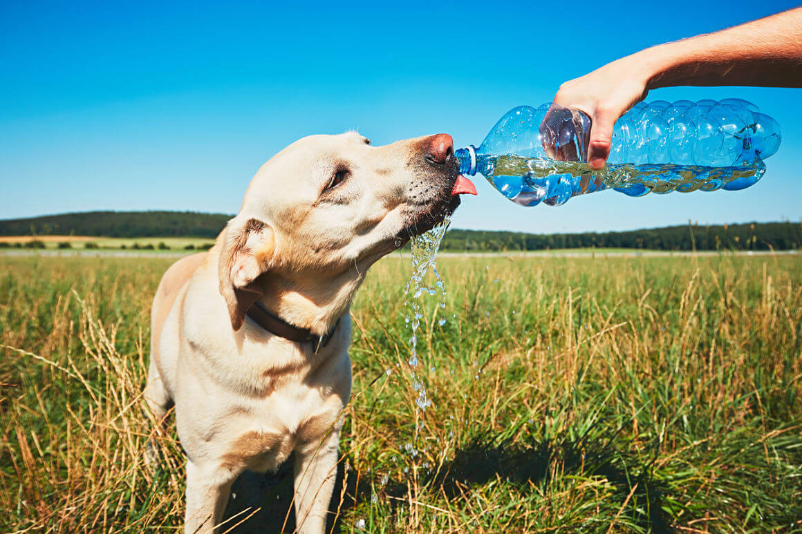 GOLPE DE CALOR EN PERROS
Lo que tienes que saber